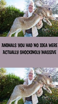 an older woman holding two rabbits in her arms and the words animals you had no idea were actually shockingly massive