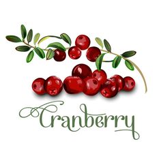 cranberry fruit with leaves and the word cranberry written in cursive writing