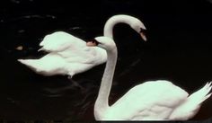 two white swans are swimming in the water