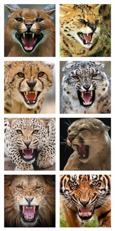 many different types of wild animals with their mouths open and teeth wide open, all showing the same animal's teeth