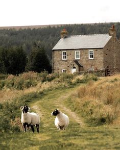 two sheep standing in the grass near a house