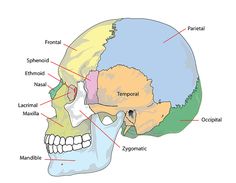 the bones of the head and neck are labeled with labels on each side of the skull