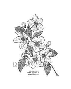 an ink drawing of some flowers on a white background with the words ark anas apple blossom