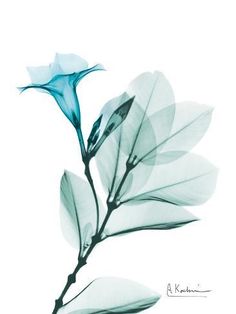 a single blue flower on a white background