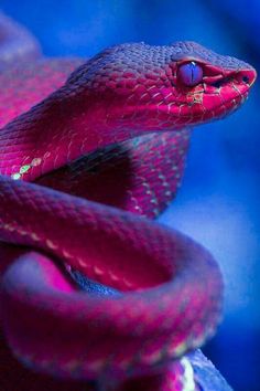 a close up of a red snake on a blue and purple background, with its tongue out