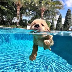 a dog is swimming in the pool with his head above the water's surface