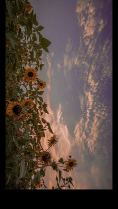 sunflowers in the foreground and clouds in the background