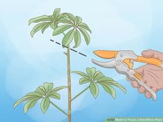 How to Prune a Schefflera Plant: 7 Steps (with Pictures) - wikiHow