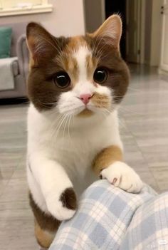 a brown and white cat sitting on top of a person's leg with its paw in the air