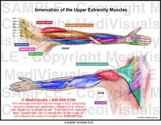 Innervation of the Upper Extremity Muscles Chart, Upper Limb Muscles, Nerve Supply Of Upper Limb, Muscle Of Upper Limb Anatomy, Manual Muscle Testing Upper Extremity, Insertion And Origin Of Muscles, Upper Limb Muscles Origin Insertion, Brachial Plexus, Nerve Anatomy