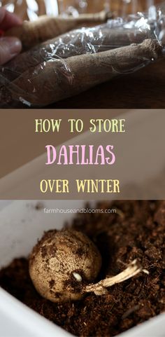 two pictures of dahlia tubes in storage How To Winterize Dahlias, Dahlia Tuber Storage, Dahlia Storage, Worm Composting, Flower Business, Beautiful Yards