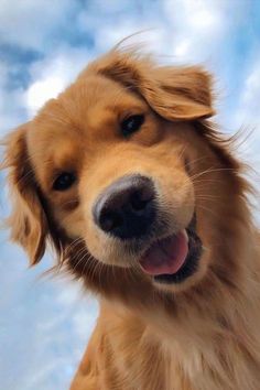 a close up of a dog's face with clouds in the sky behind it