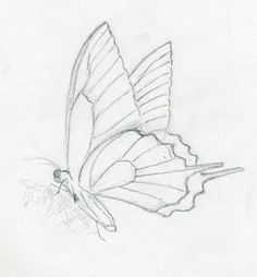 a pencil drawing of a butterfly