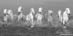 a group of white horses running through the ocean water in black and white photograph by living things photography