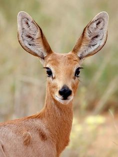 a close up of a small deer looking at the camera