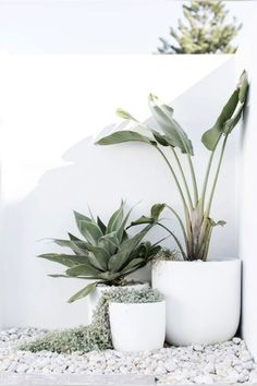 three potted plants sitting on top of a white shelf next to rocks and gravel