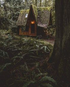 a small cabin in the middle of a forest with trees and ferns on the ground