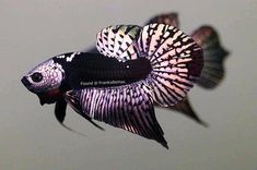 a black and white fish floating in the water with its tail extended to the side