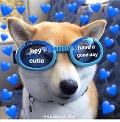 a dog wearing sunglasses with the words hey cutie have a good day on them