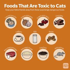 an orange poster with the words foods that are toxiic to cats on it