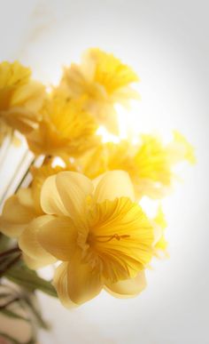 yellow daffodils in a glass vase on a white tablecloth with sunlight shining through the window