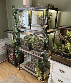 an assortment of terrariums and plants in glass cases on a wooden floor next to a white dresser