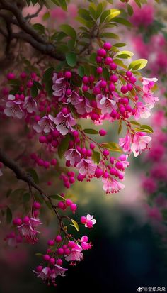 pink flowers are blooming on a tree branch