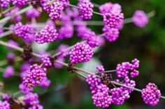 purple flowers are blooming in the garden