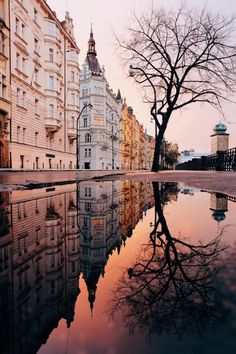 a tree is reflected in the water next to some buildings