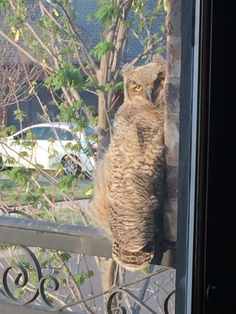 an owl sitting on top of a wooden fence next to a tree in front of a window