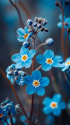 some blue flowers with yellow centers are in the middle of this photo, and it looks like they're blooming