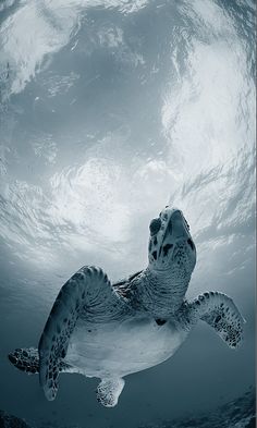 a sea turtle swimming in the ocean with its head above water's surface, looking up at the camera