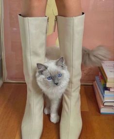 Cat Story Instagram, Cat Story, Instagram Shoes, Dr Shoes, Taylor Swift Album, Story Instagram, Mode Inspiration