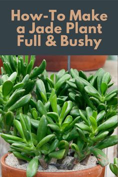 two potted plants with text overlay how to make a jade plant full and bushy