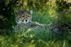 a cheetah laying down in the grass