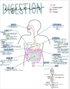 a diagram of the human body with labels on it and labeled in different languages, including words