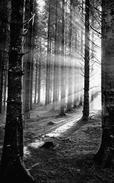 the sun shines through the trees in this black and white photo, with light coming from behind them