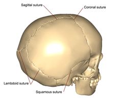 an image of the skull with labels in english and spanish, including sagitial suture