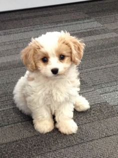 a small white and brown dog sitting on the floor