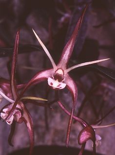 a close up of a flower on a plant