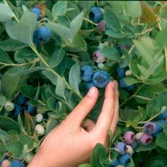 a hand picking berries from a bush with green leaves and blue berries in the foreground