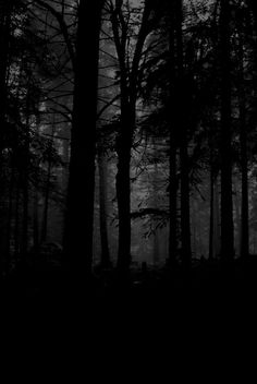 black and white photograph of trees in the woods at night with light coming from behind