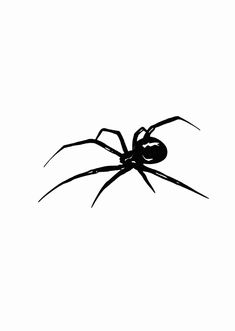 a black spider silhouetted against a white background