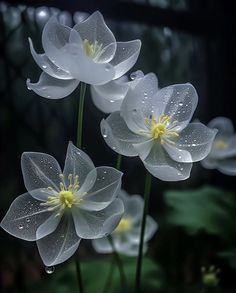 three white flowers with water droplets on them