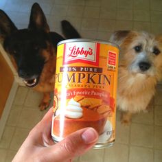 a person holding up a can of pumpkin pudding next to a dog