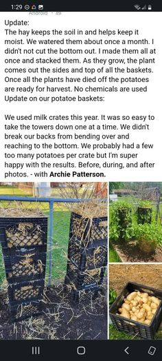 an image of some sort of garden with potatoes in the ground and plants growing out of them