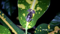 a small frog sitting on top of a green leaf