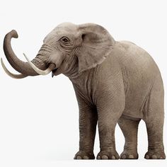 an elephant is standing in front of a white background