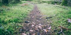 a dirt path in the middle of a forest with grass and trees on both sides