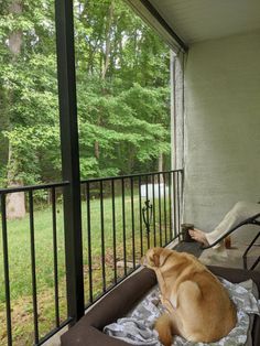 a dog laying on top of a bed on a porch